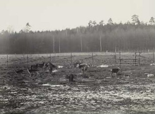 Moritzburger Teichgebiet. Wildfütterung.