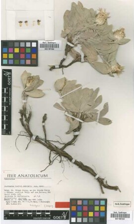 Centaurea holtzii Wagenitz [holotype]
