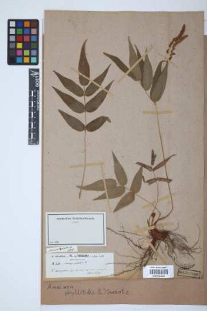 Anemia phyllitidis (L.) Sw.