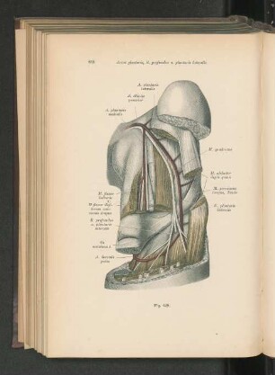 Fig. 628. Arcus plantaris, R. profundus n. plantaris lateralis.