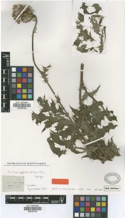 Cirsium appendiculatum Griseb. [syntype]