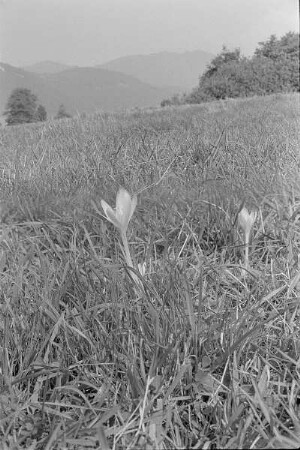 Čičmany. Akt-Pleinair 1980. Herbstzeitlose (Colchicum autumnale) auf einer Wiese