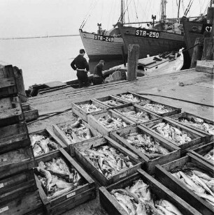 Fischereigenossenschaft Stralsund (FGS). In Kisten sotierter Fang am Kai im Hafen