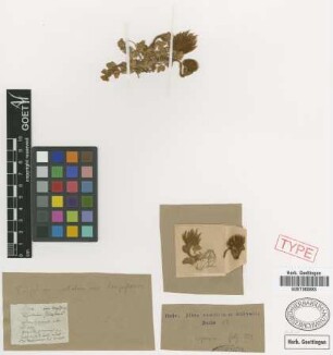 Trifolium stellatum L. var. Griseb. longiflorum