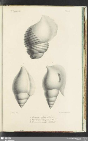 Pl. 218