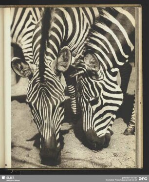 Zebras. Zoo Berlin