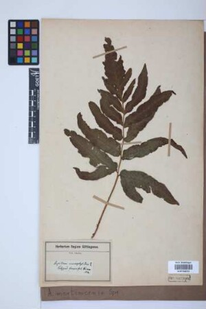Aspidium martinicense Spreng.