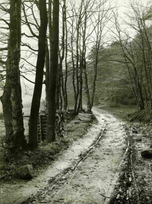 Waldweg