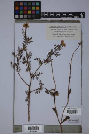 Cota tinctoria (L.) J.Gay