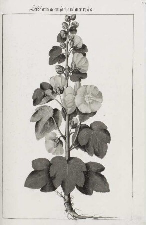 Leibfarbene einfache winter rosen, Seite 172