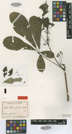 Vitex zenkeri Gürke [syntype]