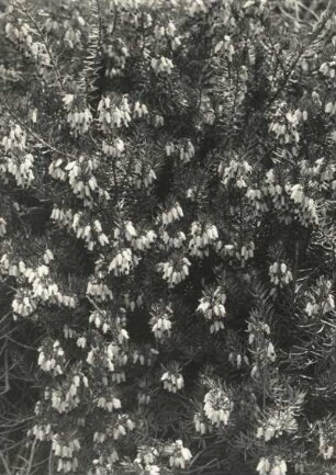 Schneeheide, auch Winterheide oder Frühlingsheidekraut genannt, (Erica carnea, Syn.: Erica herbacea), ist eine Pflanzenart aus der Gattung der Heidekräuter (Erica) innerhalb der Familie der Heidekrautgewächse (Ericaceae)