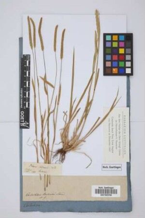 Chilochloa Boehemerii Schrad.