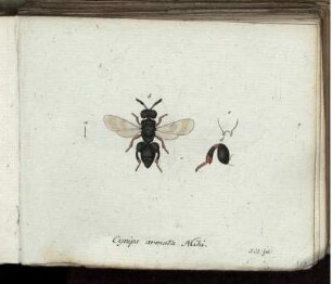Cynips armata Mihi. [bis] Evania variegata Fabr.