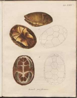 Tab. XXIV: Testudo pensylvanica