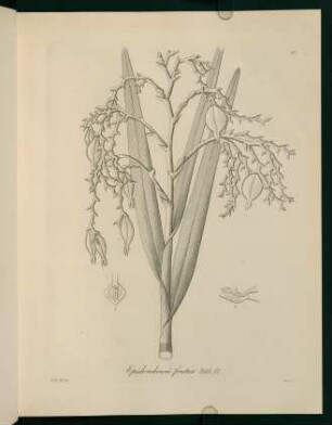 37r-37v, Epidendrum frutex