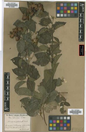 Mascagnia psilophylla (A. Juss.) Griseb.