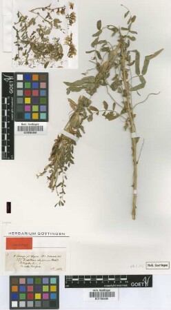 Astragalus abyssinicus Steud. ex A.Rich. [isotype]