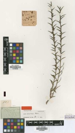 Daviesia decurrens Meisn. [Isosyntype]