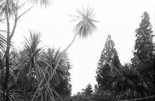 Mainau, Insel Mainau: Palmen, Durchblick auf See