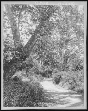Where Oak Trees Grow
