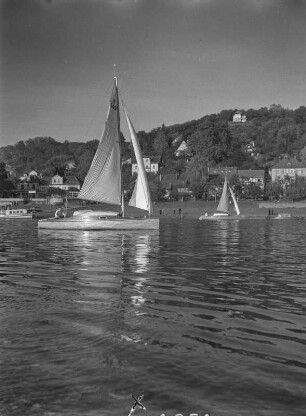 Dresden. Segelboote auf der Elbe zwische Blasewitz und Pillnitz