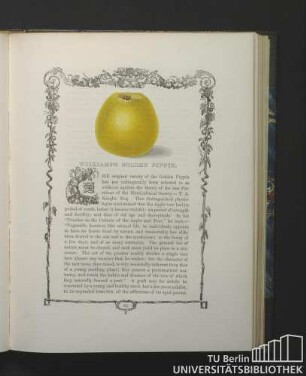 William's Golden Pippin.