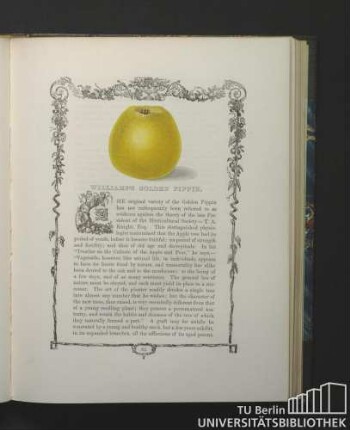 William's Golden Pippin.