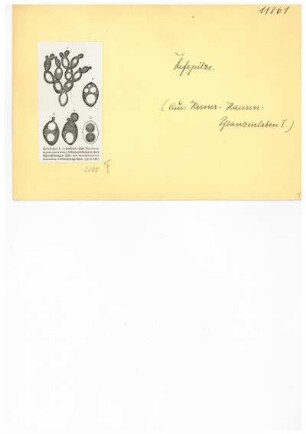 Hefepilze. Reproduktion aus: Anton Kerner von Marilaun, Adolph Hansen "Pflanzenleben 1. Gestalt und Leben der Pflanze", 1896