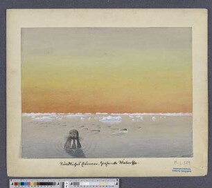 Nördliches Eismeer. Ziehende Walrosse