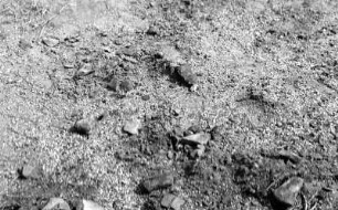 Auswitternde Saurierknochen : Aufnahme von auswitternden Dinosaurierknochen