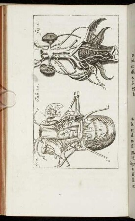 Caput XII. De Semine Fœminarum.