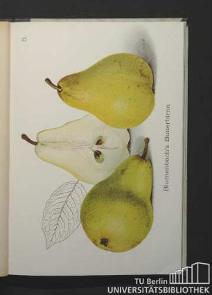 3. Blumenbach's Butterbirne.