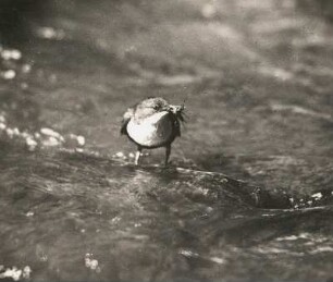 Wasseramsel (Cinclus cinclus L. ) auf auf einem Stein mit Futter im Schnabel