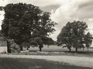 Bestand von Bergahorn in Wohla bei Kamenz unter Landschaftsschutz