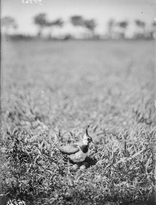 Kiebitz : Kiebitz (Vanellus vanellus Linnaeus) am Gelege.