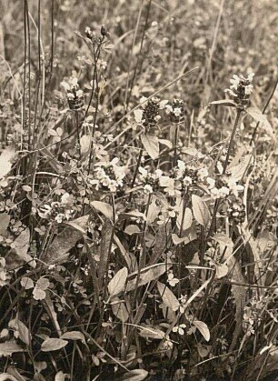 Gewöhnliche Braunelle, sogenannte Wiesen-Braunelle (Prunella vulgaris)