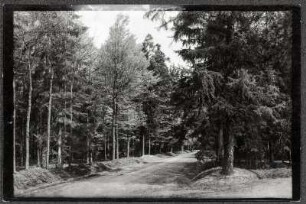 Langenbernsdorf, Partie im Werdauer Wald mit Bauernsteig