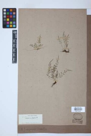Asplenium fragrans Sw.