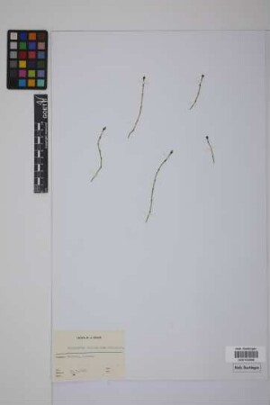 Equisetum variegatum variegatum Schleich.