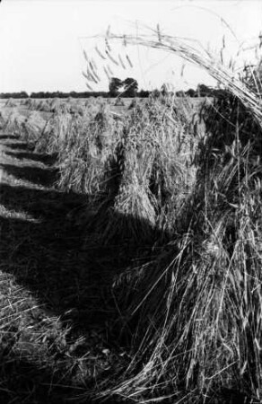 Feld mit Getreidehocken: hinten Bäume und Knick