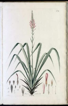 Tab. III Pitcairnia latifolia Ait