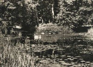 Land Brandenburg. Uckermark. Küchenteich im Schlosspark Boitzenburg. Schwäne schwimmen auf dem Teich