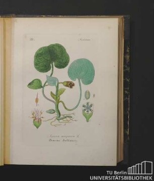 Asarineae. Asarum europaeum L. Gemeine Haselwurz.