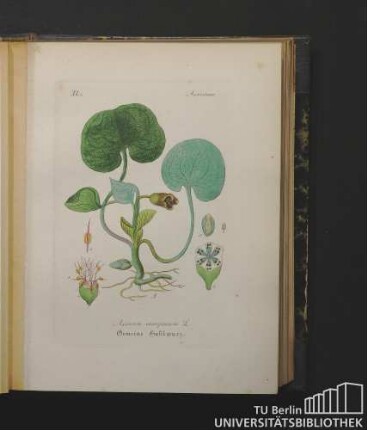 Asarineae. Asarum europaeum L. Gemeine Haselwurz.