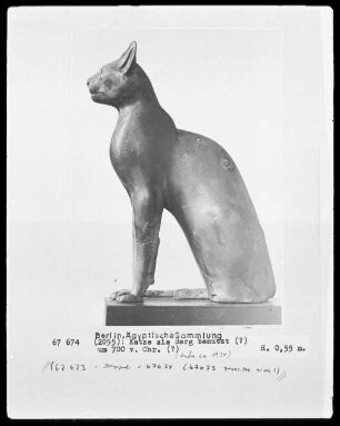 Katze