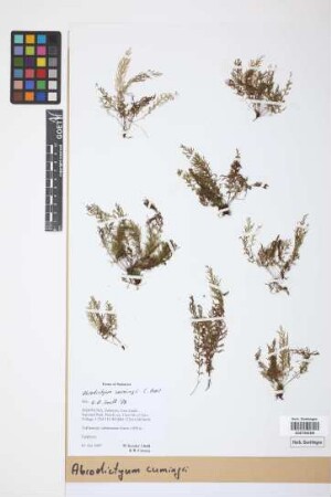 Abrodictyum cumingii C.Presl