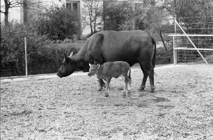Nachwuchs bei den indonesischen Gayal-Rindern im Karlsruher Zoo