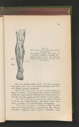 Fig. 52. Muskulatur des Unterschenkels (Vorderseite).