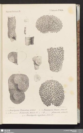 Pl. 636